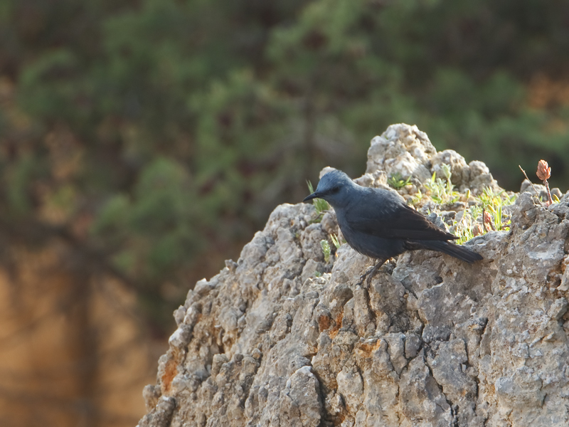 Monticola solitarus Blauwe Rotslijster Blue Rock Thrush